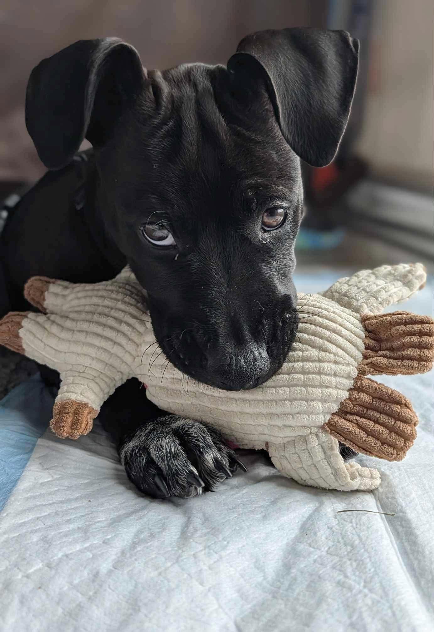 Enlarge Temur, a ADOPTABLE mixed breed in Ronkonkoma, NY image 2/2