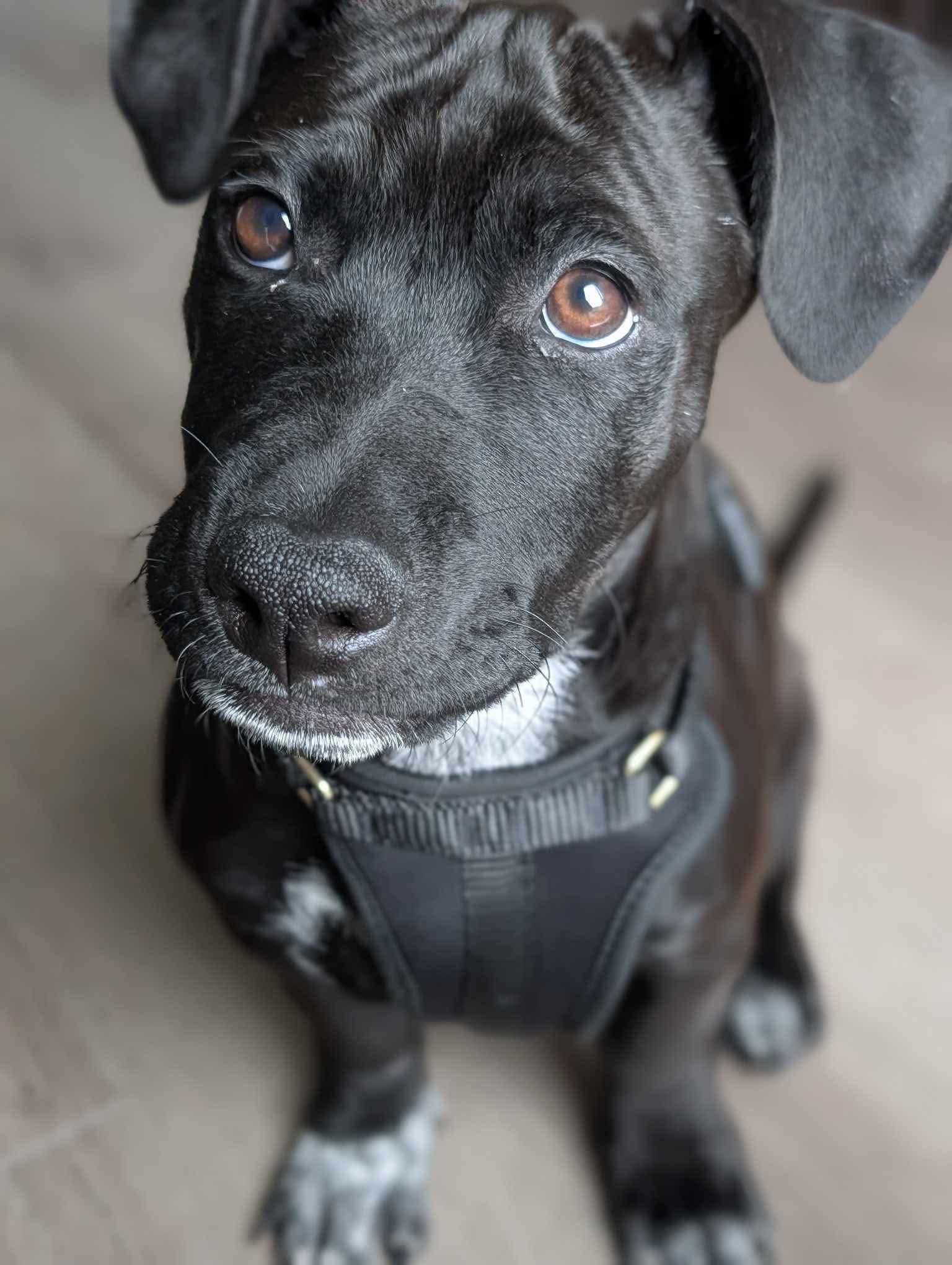Temur, ADOPTABLE, Puppy Male Mixed Breed.