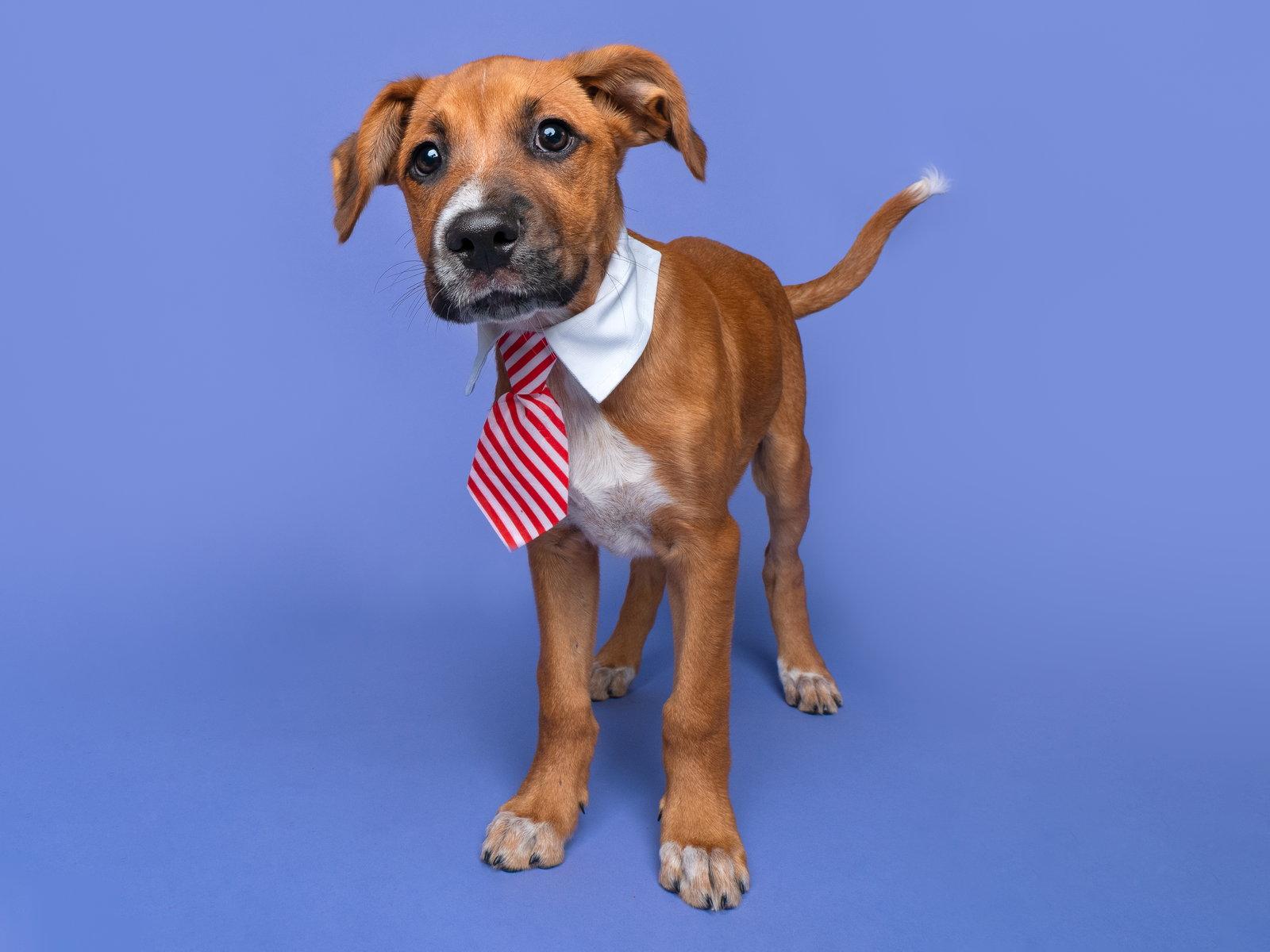Enlarge Bumper Car, a Adoptable mixed breed in Palo Alto, CA image 1/3