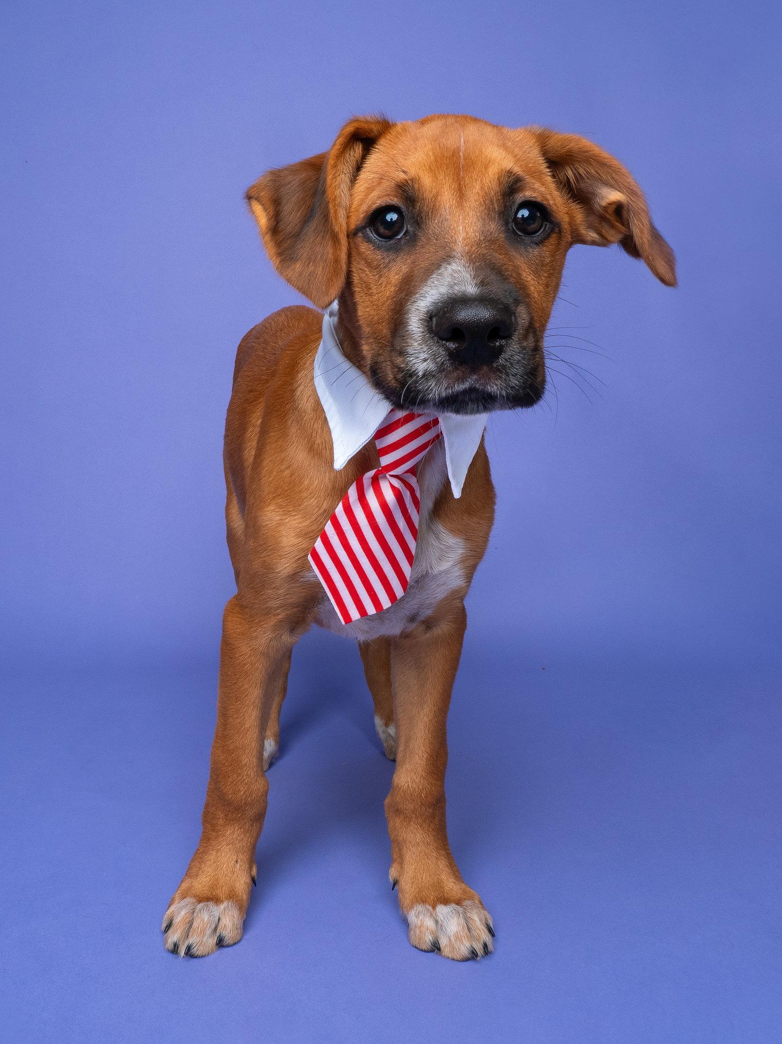 Enlarge Bumper Car, a Adoptable mixed breed in Palo Alto, CA image 2/3