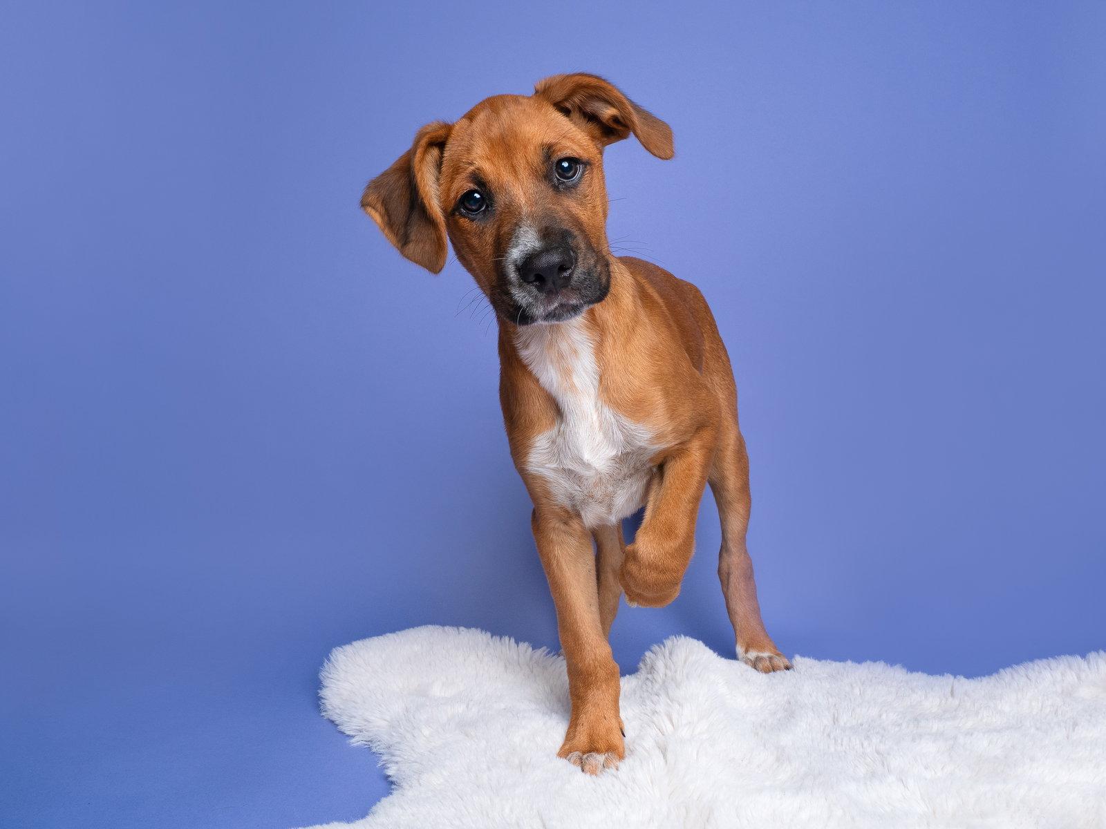 Enlarge Bumper Car, a Adoptable mixed breed in Palo Alto, CA image 3/3