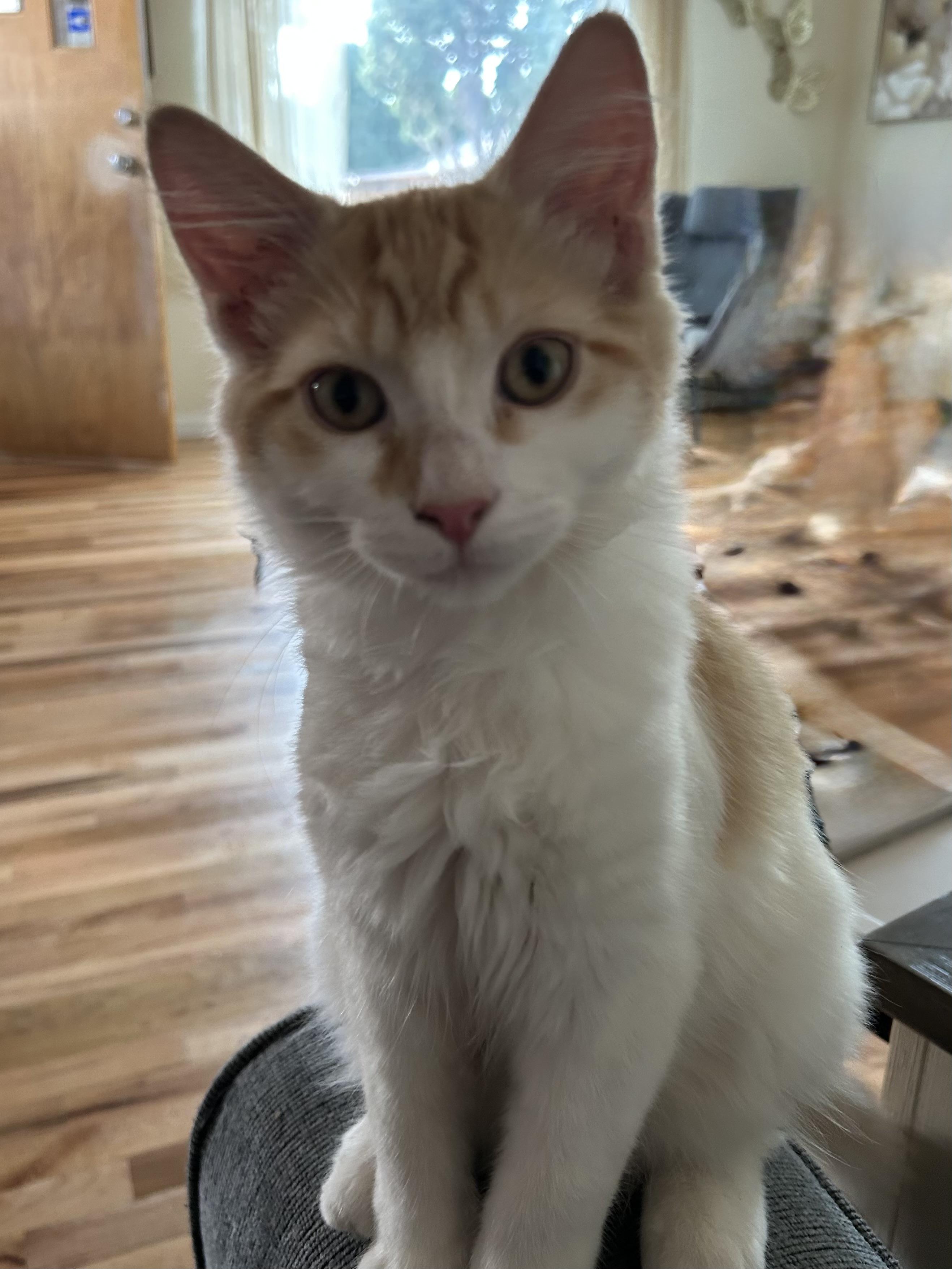 Pumpkin Latte, an adoptable Siberian, Domestic Medium Hair in Tustin, CA, 92780 | Photo Image 2
