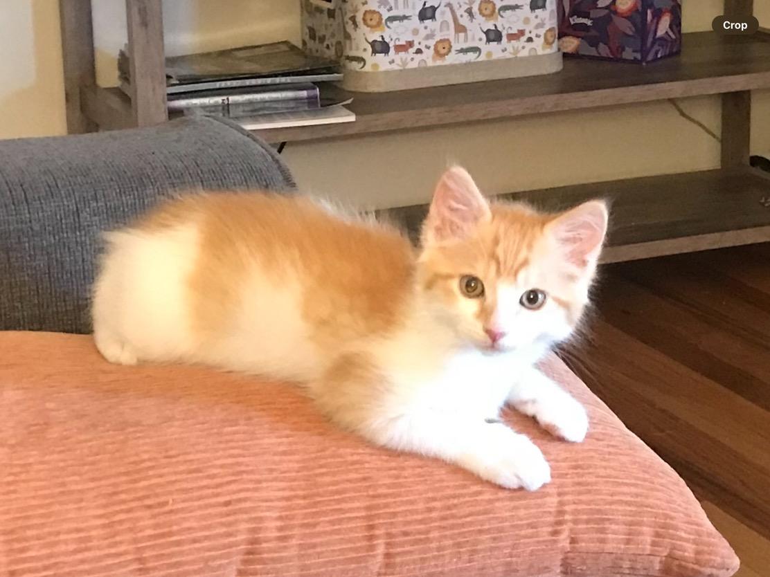 Pumpkin Latte, Baby Male unknown