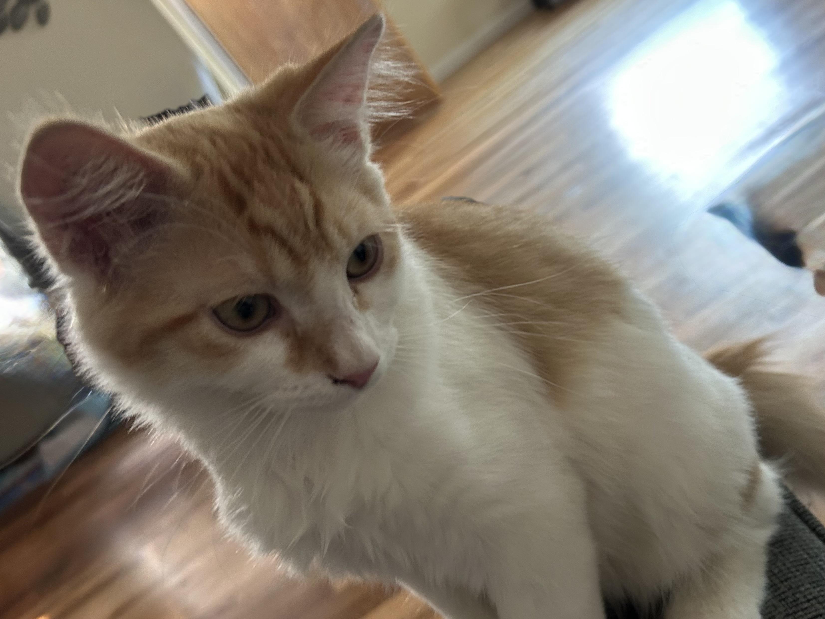 Pumpkin Latte, an adoptable Siberian, Domestic Medium Hair in Tustin, CA, 92780 | Photo Image 1