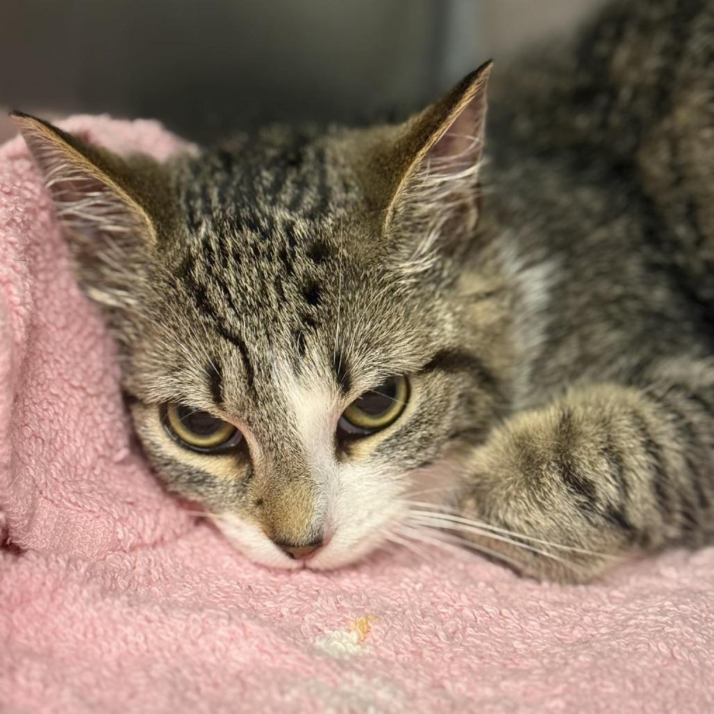 Enlarge Beatrice, a Adoptable Domestic Short Hair in Martinsville, VA image 1/1