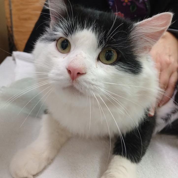 Enlarge Jasper, a Adoptable mixed breed in Grand Rapids, MN image 1/1