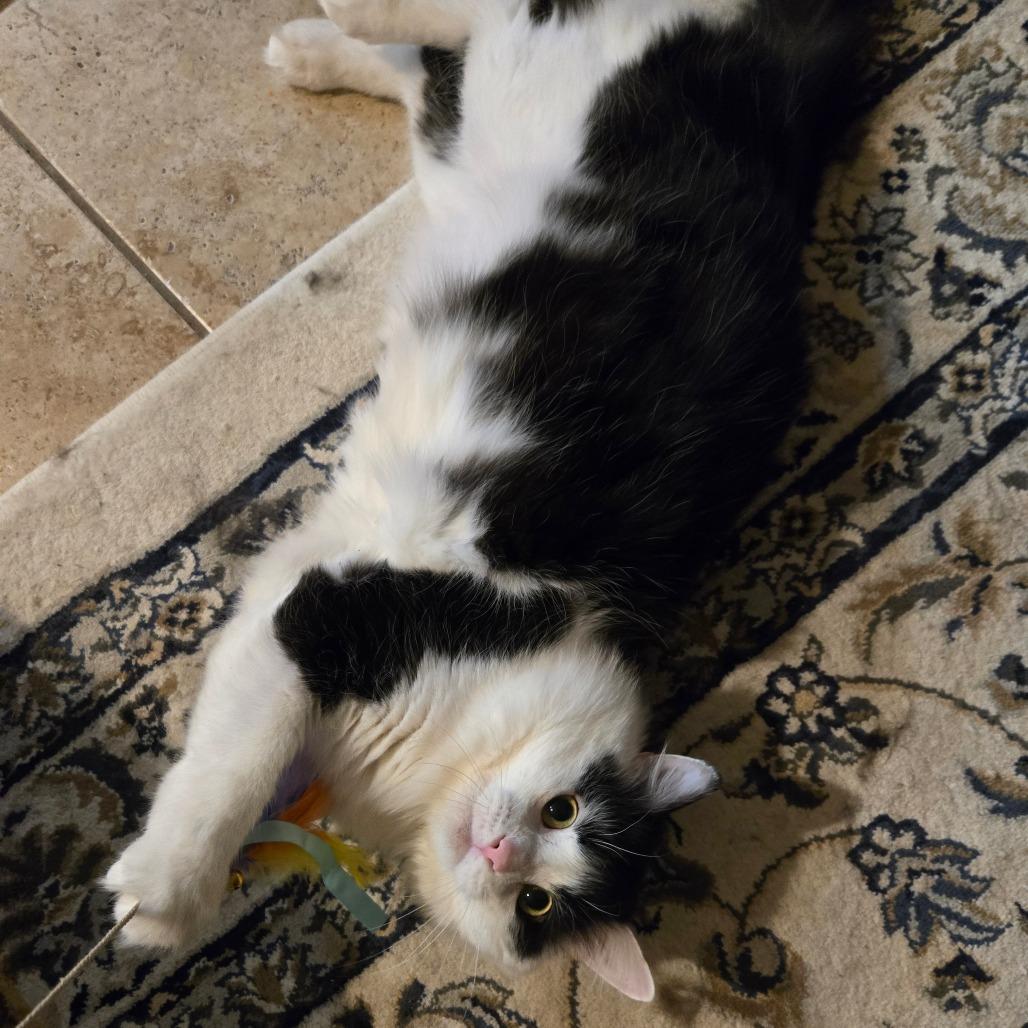 Enlarge Jasper, a Adoptable mixed breed in Grand Rapids, MN image 3/6