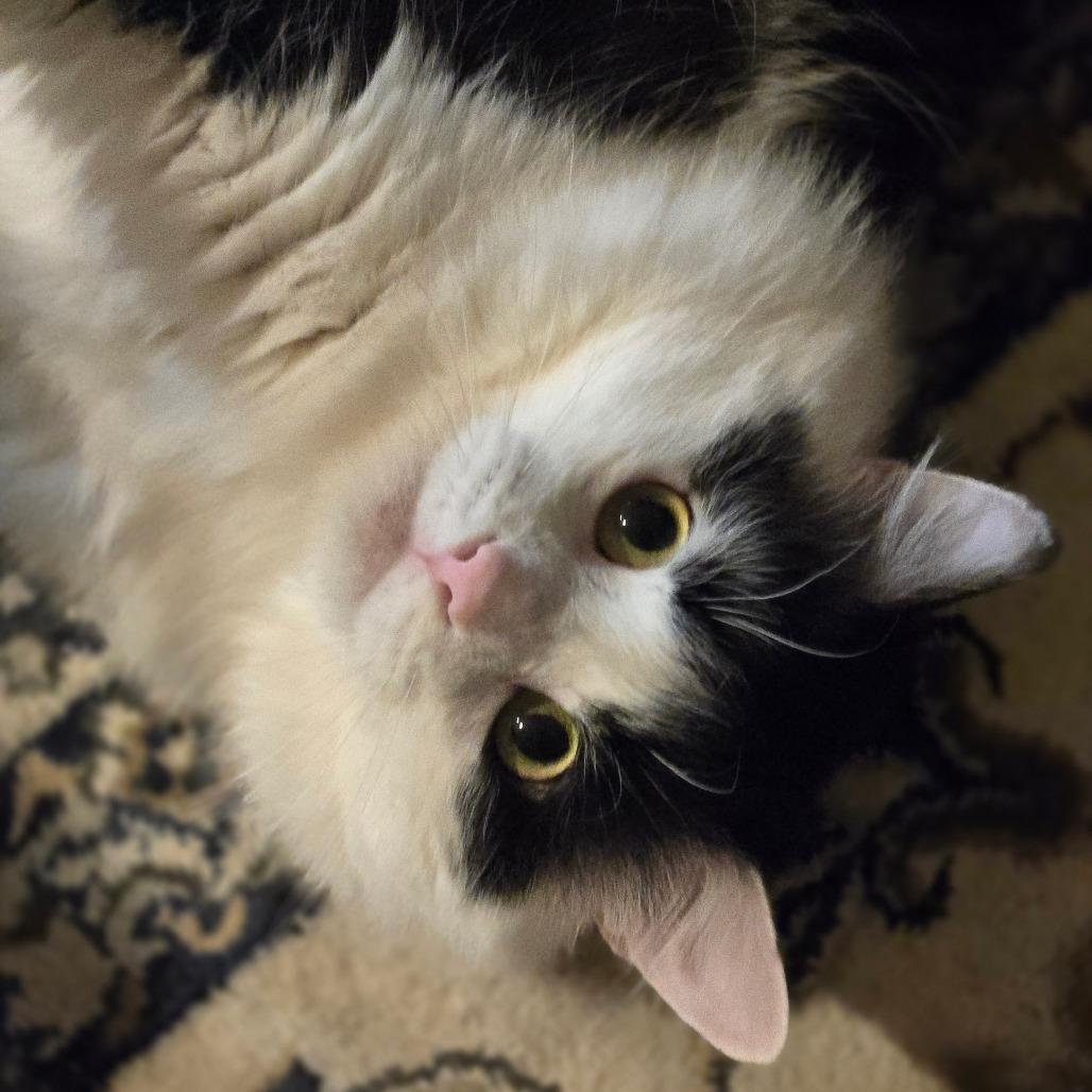 Enlarge Jasper, a Adoptable mixed breed in Grand Rapids, MN image 1/6