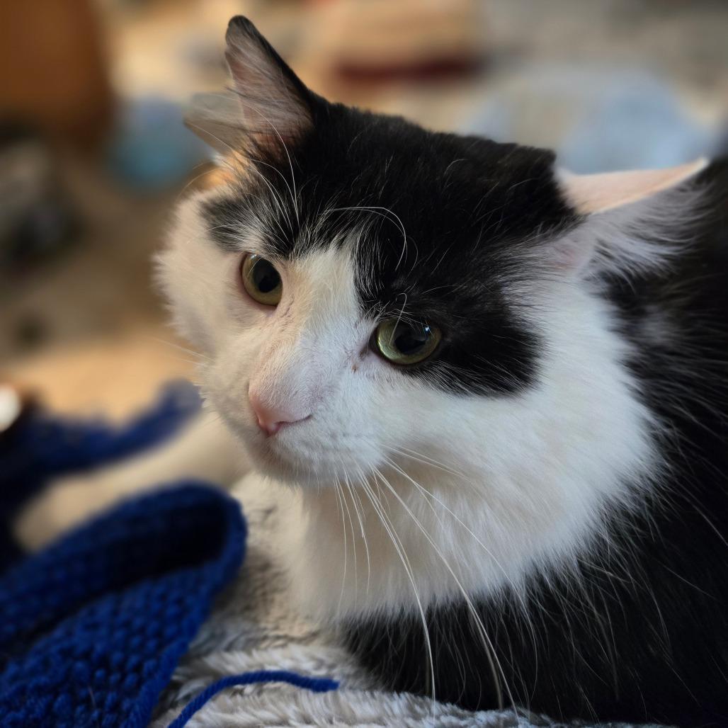 Enlarge Jasper, a Adoptable mixed breed in Grand Rapids, MN image 6/6