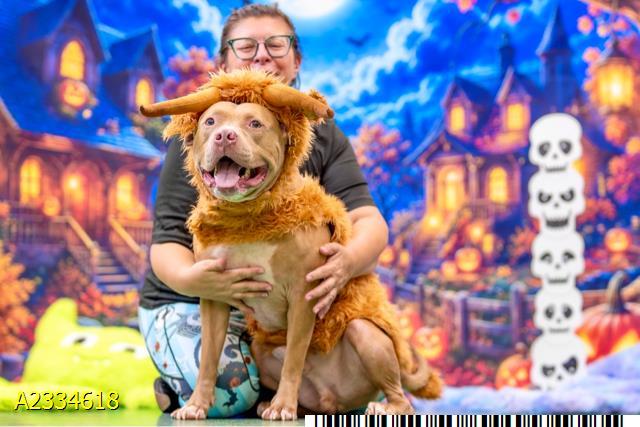 JIMINY CRICKET, Adoptable, Young Male Mixed Breed.