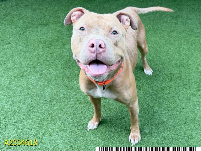 JIMINY CRICKET, Adoptable, Young Male Mixed Breed.
