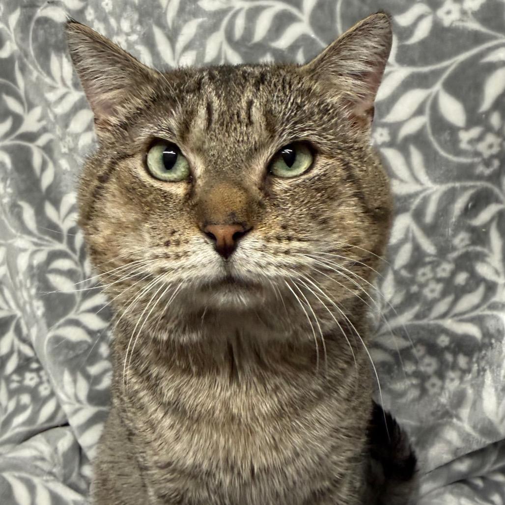 Hugh Jackman (aka Sweet Cheeks), a Adoptable Domestic Short Hair in Hackett, AR image 1/6