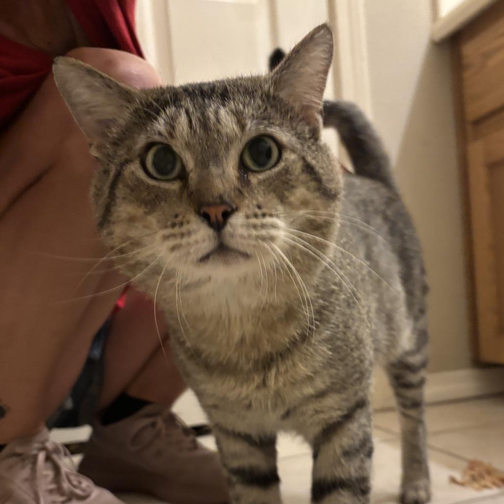 Hugh Jackman (aka Sweet Cheeks), a Adoptable Domestic Short Hair in Hackett, AR image 2/6