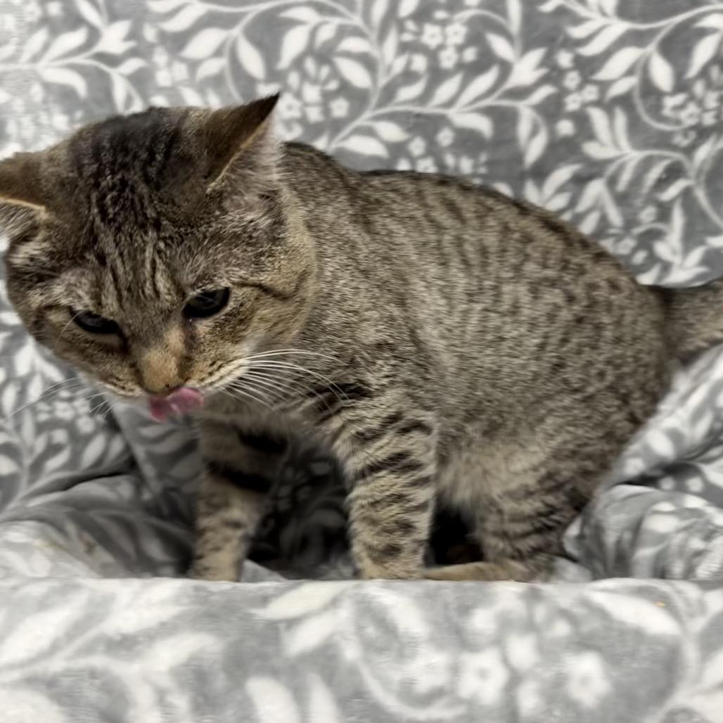 Hugh Jackman (aka Sweet Cheeks), a Adoptable Domestic Short Hair in Hackett, AR image 3/6