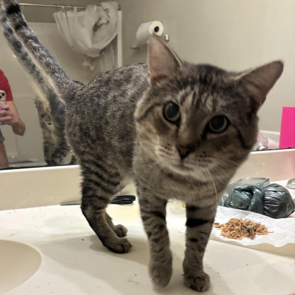 Hugh Jackman (aka Sweet Cheeks), a Adoptable Domestic Short Hair in Hackett, AR image 4/6