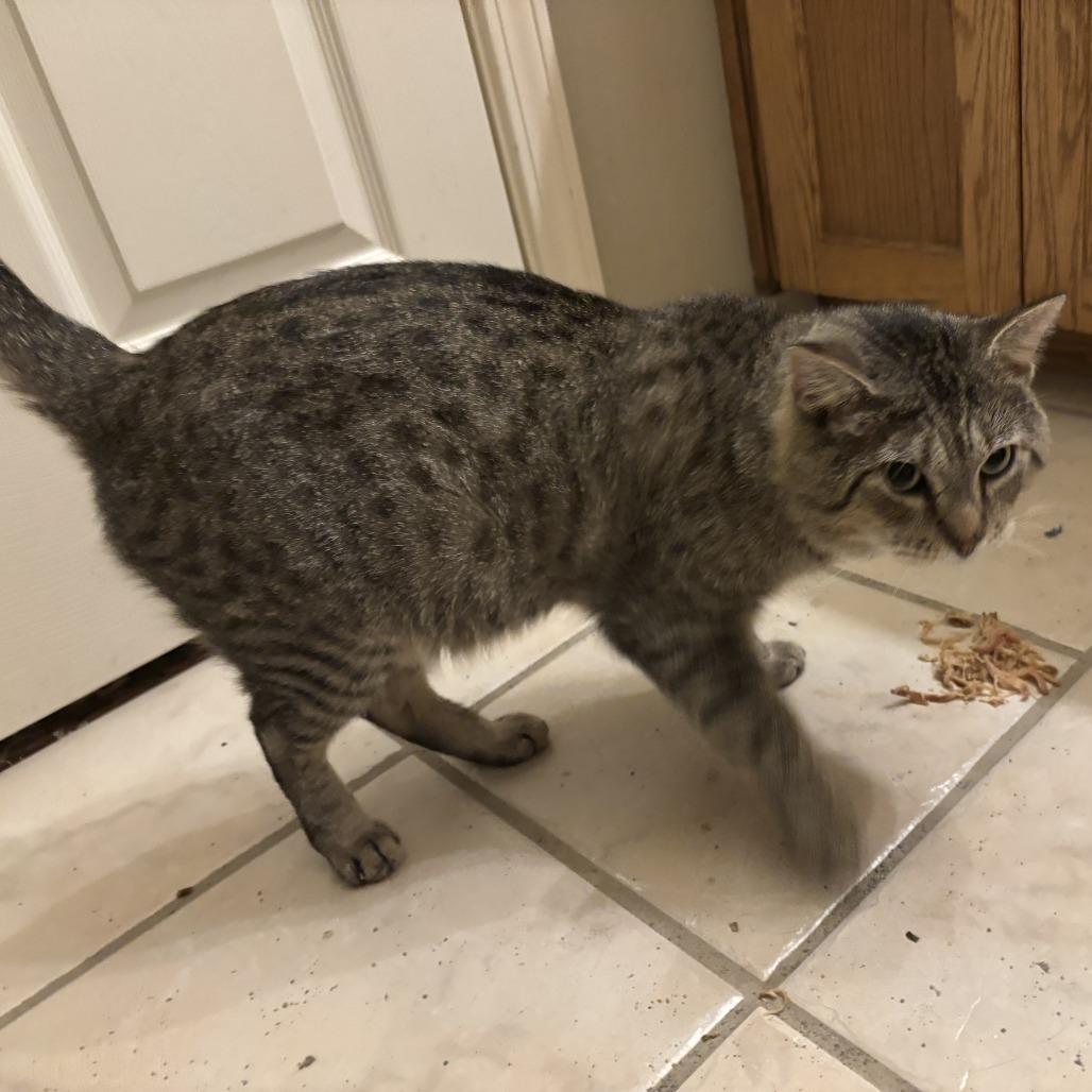 Hugh Jackman (aka Sweet Cheeks), a Adoptable Domestic Short Hair in Hackett, AR image 5/6