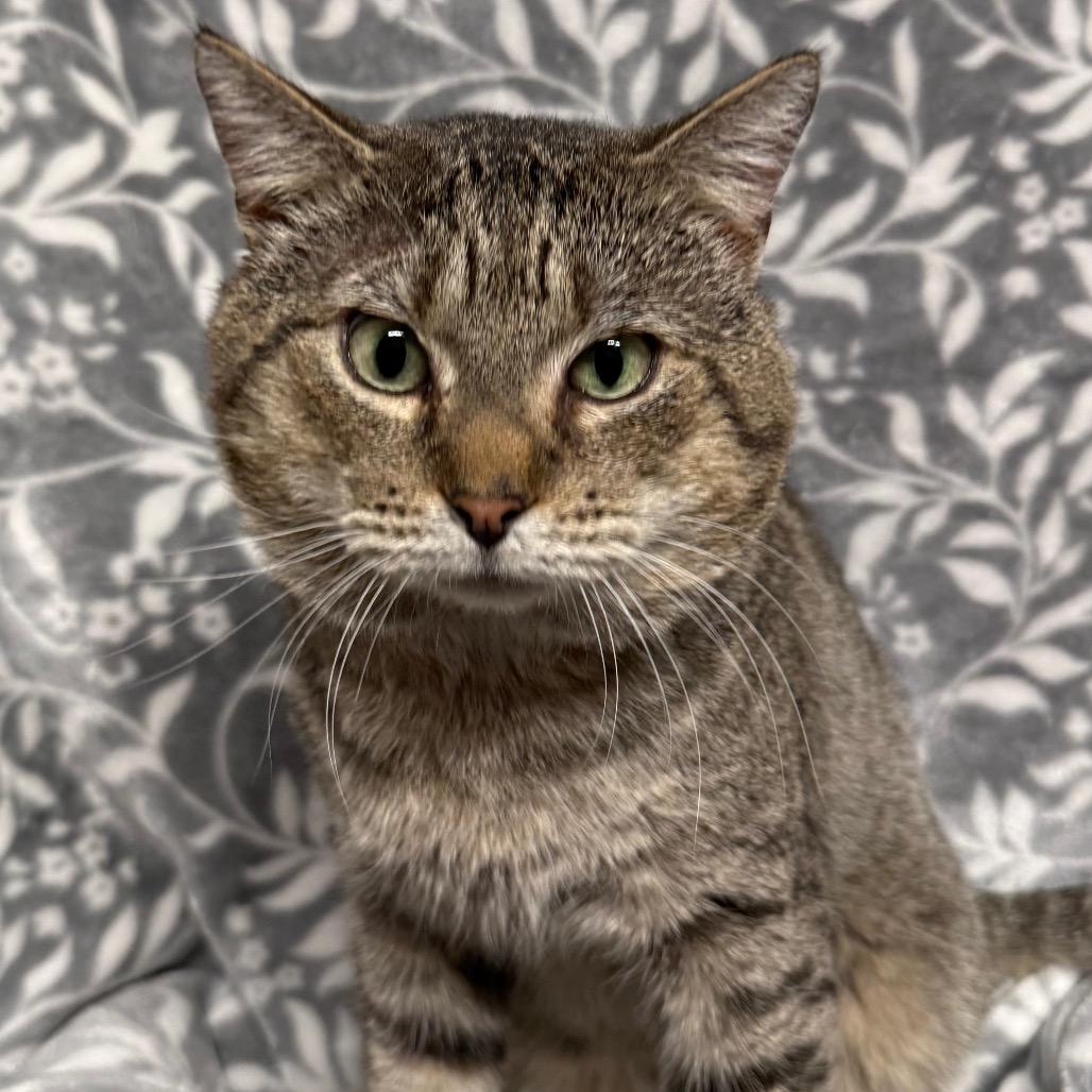 Hugh Jackman (aka Sweet Cheeks), a Adoptable Domestic Short Hair in Hackett, AR image 6/6