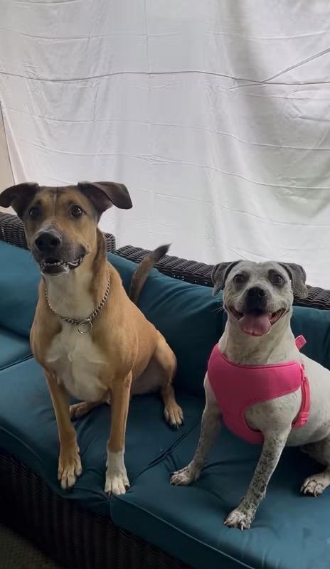 Enlarge Peppa, a Adoptable mixed breed in Tyler, TX image 2/3