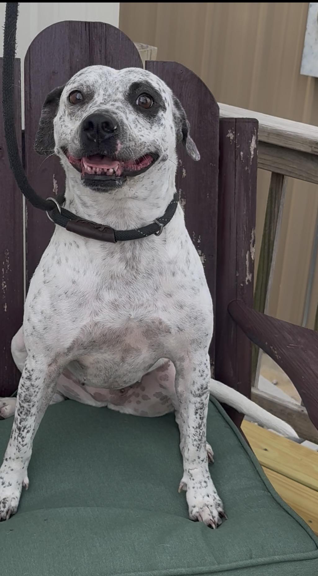 Enlarge Peppa, a Adoptable mixed breed in Tyler, TX image 3/3