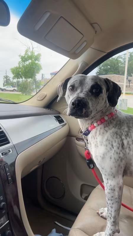 Peppa, Adoptable, Adult Female Australian Cattle Dog / Blue Heeler.