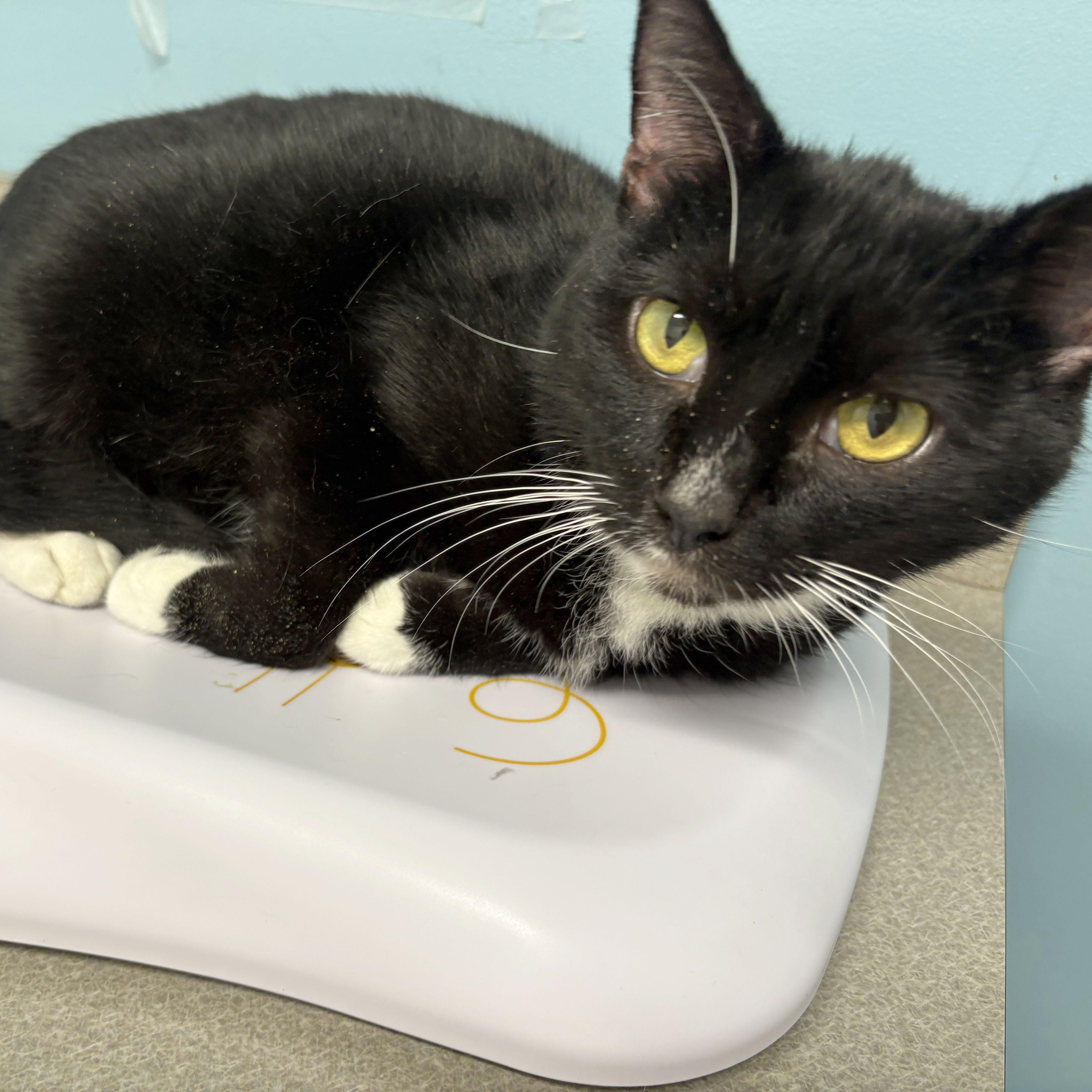 Checkers, a ADOPTABLE Domestic Short Hair in Mauldin, SC image 1/4