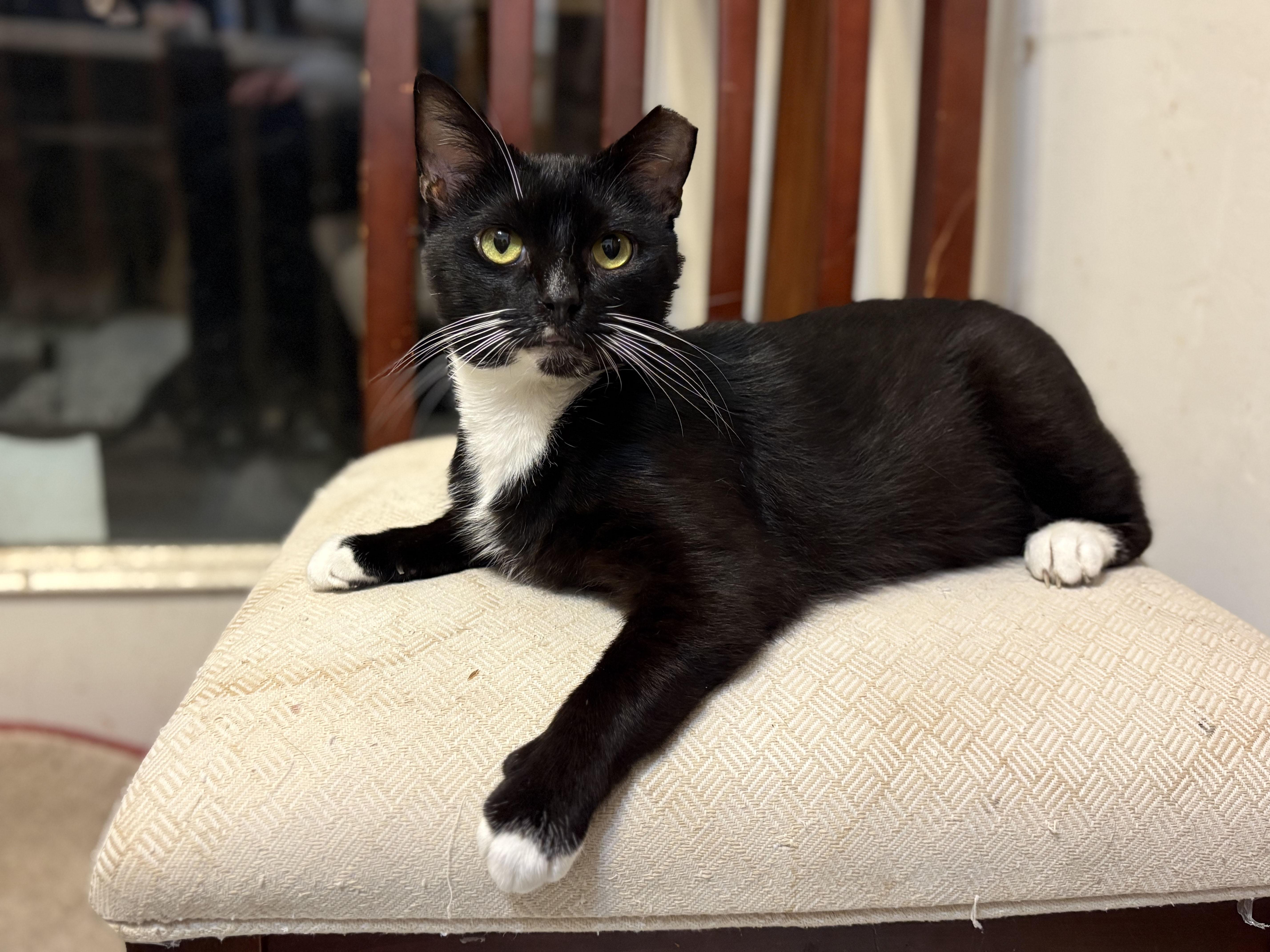 Checkers, a ADOPTABLE Domestic Short Hair in Mauldin, SC image 4/4