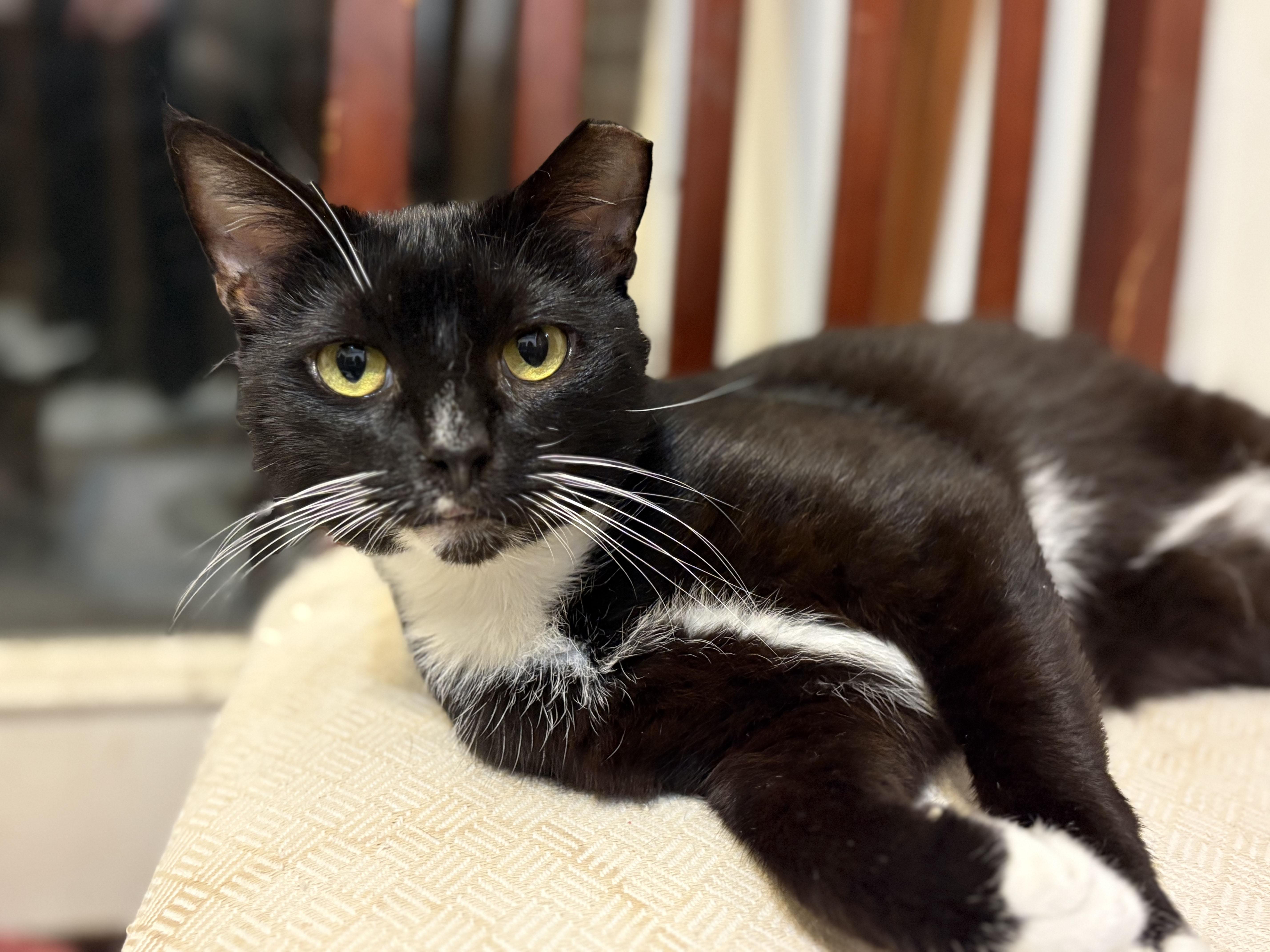 Checkers, a ADOPTABLE Domestic Short Hair in Mauldin, SC image 2/4