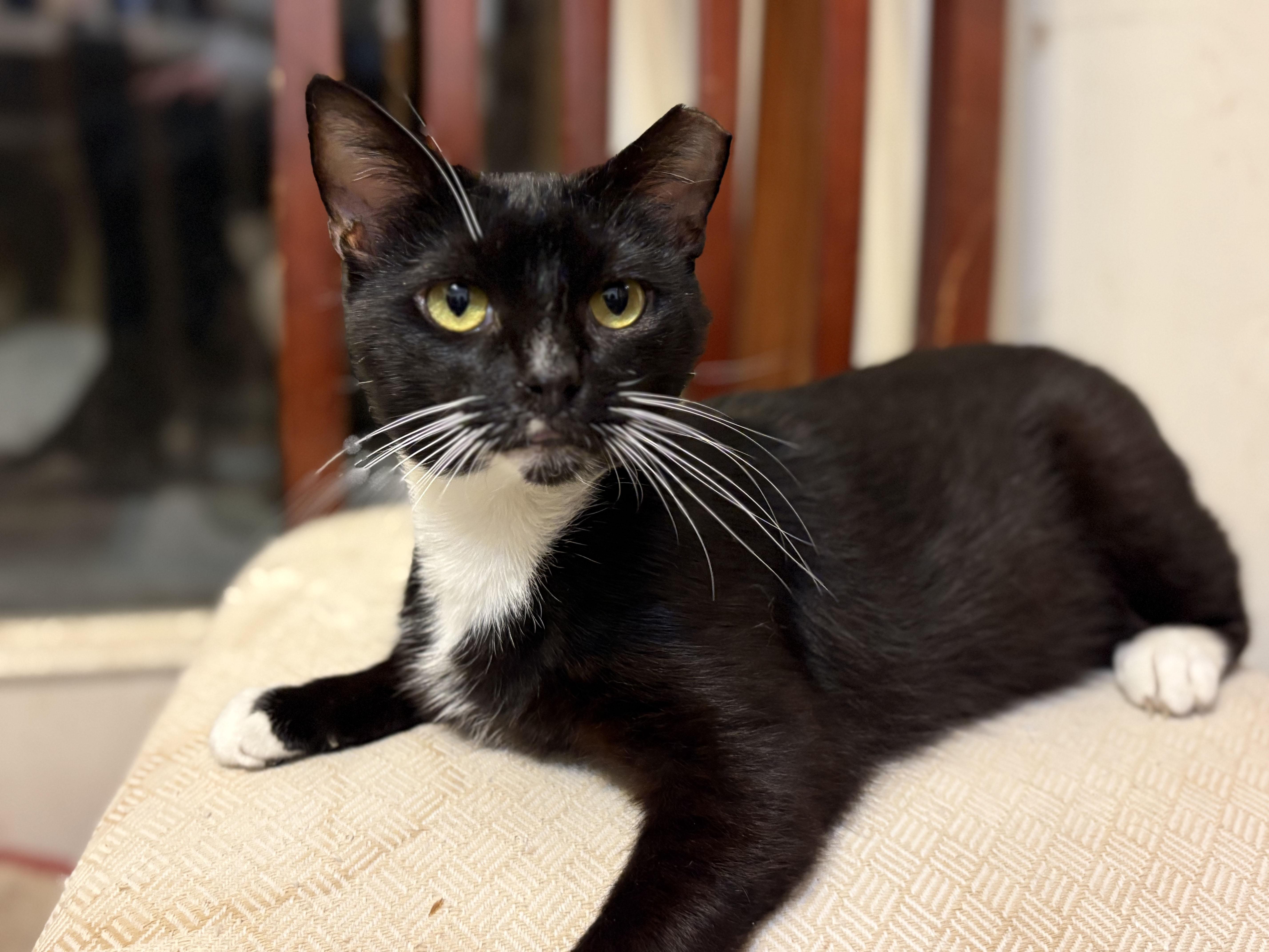 Checkers, a ADOPTABLE Domestic Short Hair in Mauldin, SC image 3/4