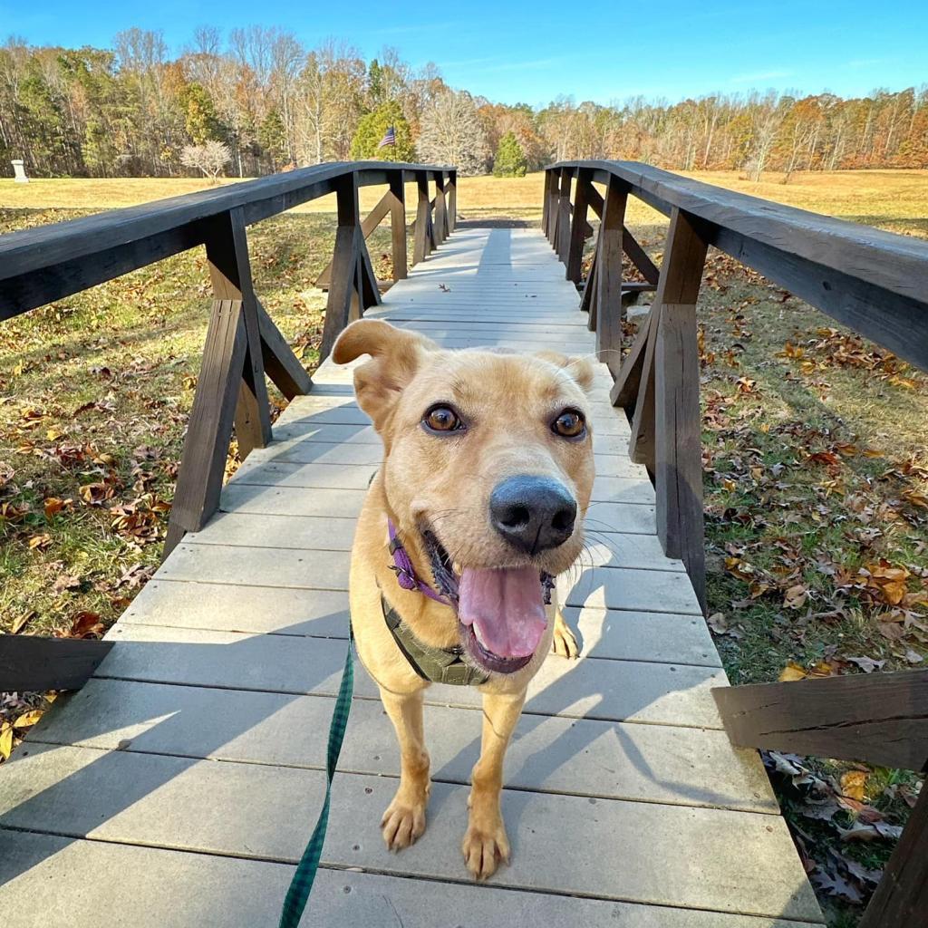 Savannah, Adoptable, Adult Female Mixed Breed & Mixed Breed.