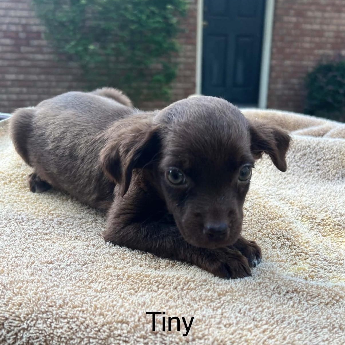 Tiny, Adoptable, Puppy Female Spaniel & Chocolate Labrador Retriever.
