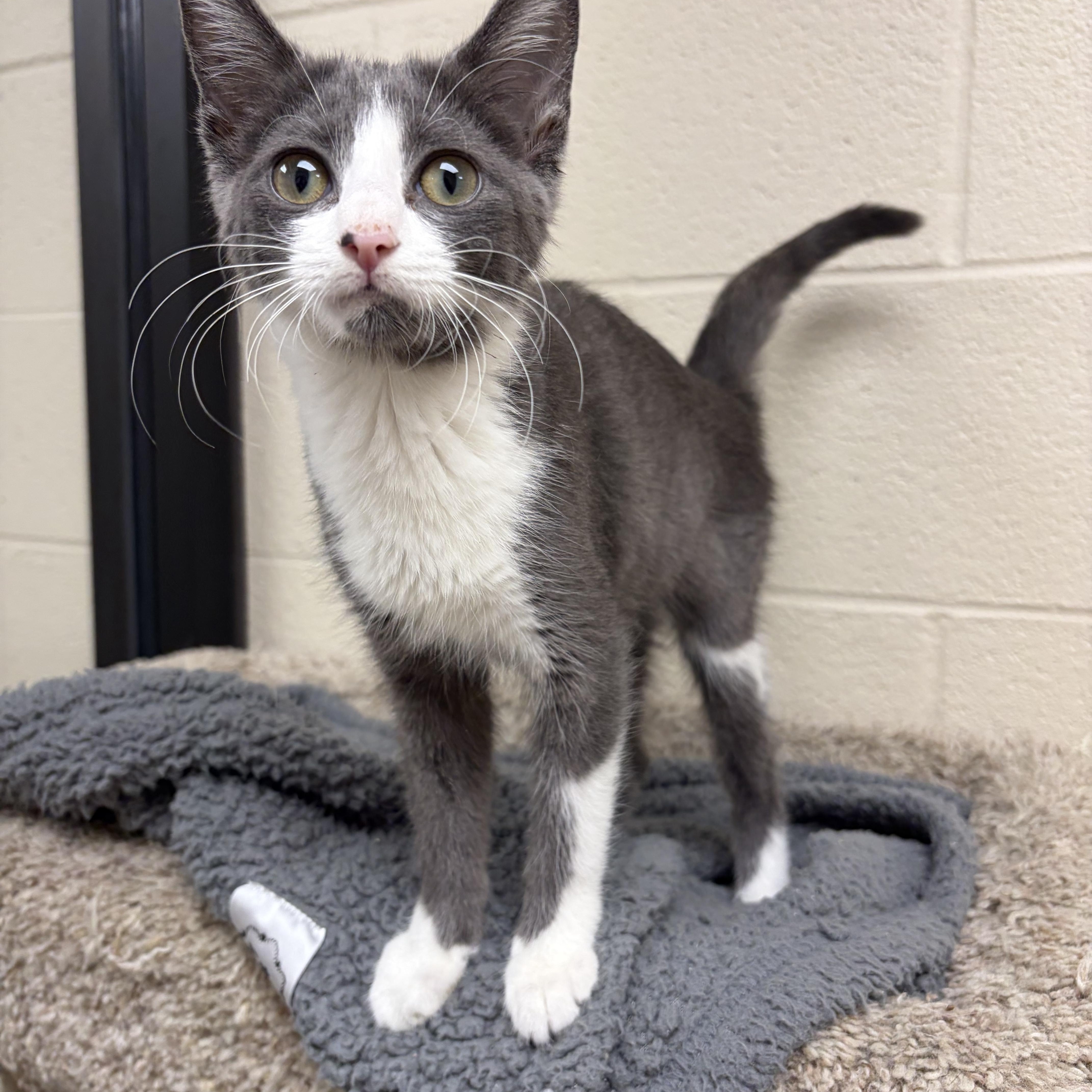Cantaloupe, adopted, Young Female Domestic Short Hair.