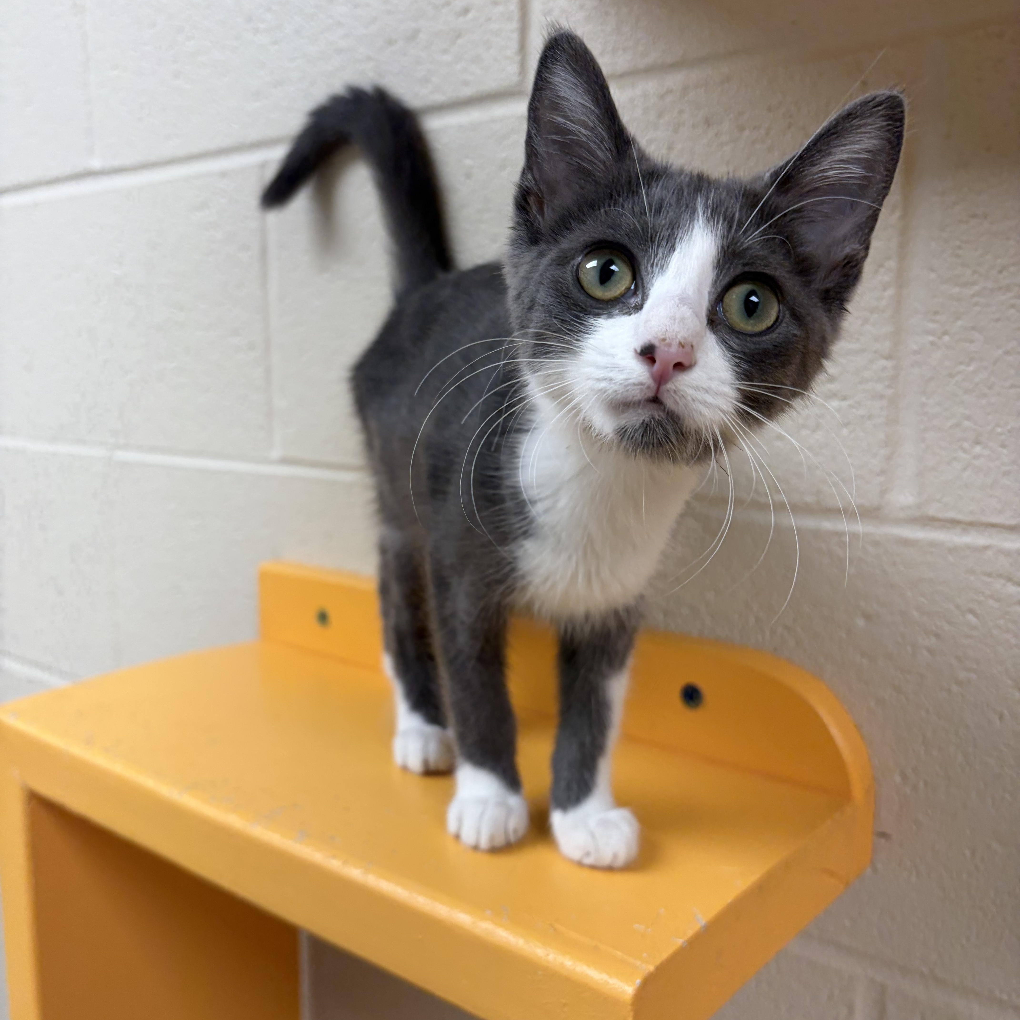 Cantaloupe, an adopted mixed breed in Valparaiso, IN image 2/2