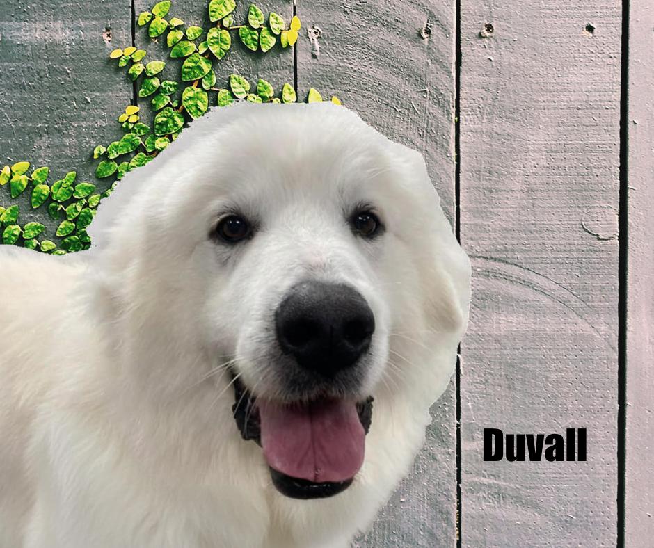 Enlarge Duvall, an adopted Great Pyrenees in Marshville, NC image 3/3