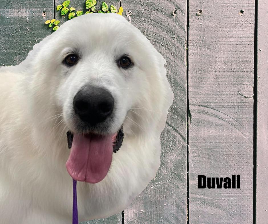 Enlarge Duvall, an adopted Great Pyrenees in Marshville, NC image 1/3
