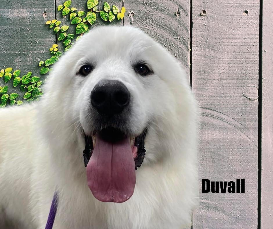 Enlarge Duvall, an adopted Great Pyrenees in Marshville, NC image 2/3