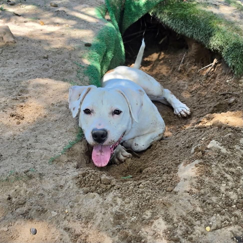 Parker, ADOPTABLE, Young Male Labrador Retriever & Beagle.