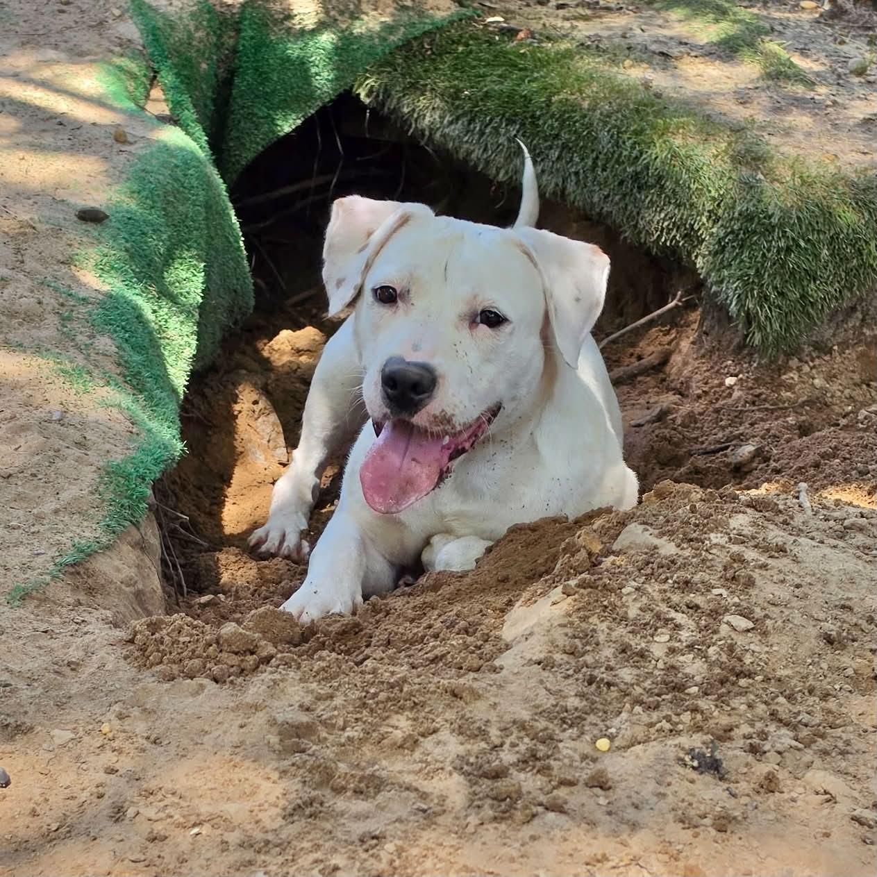Parker, a ADOPTABLE mixed breed in Boulder, CO image 3/4