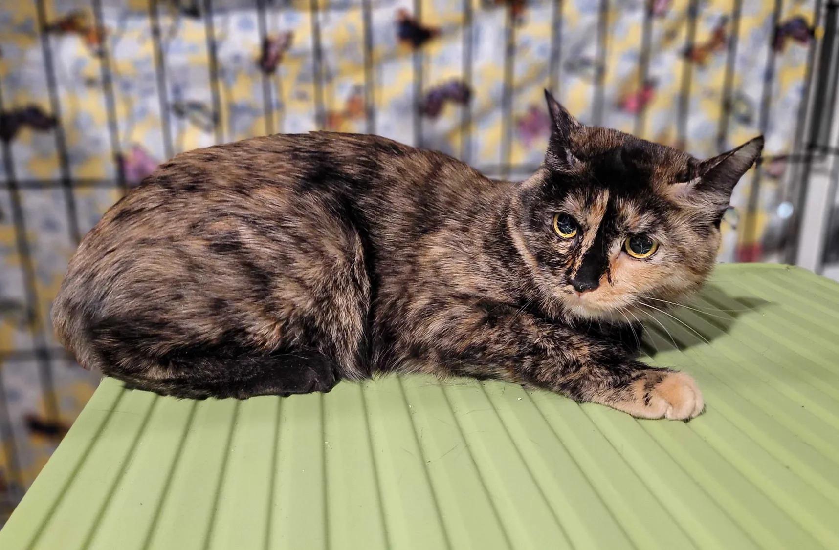 Enlarge Angel, a Adoptable Domestic Short Hair in Florham Park, NJ image 3/3