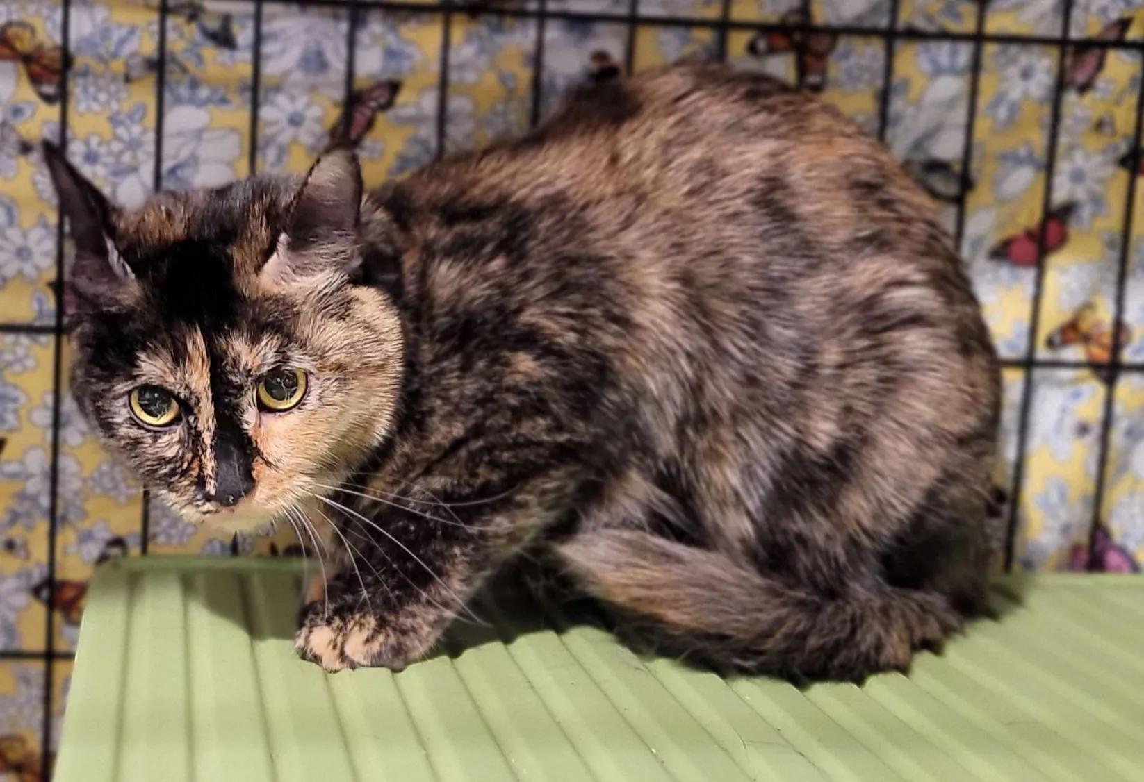 Enlarge Angel, a Adoptable Domestic Short Hair in Florham Park, NJ image 1/3