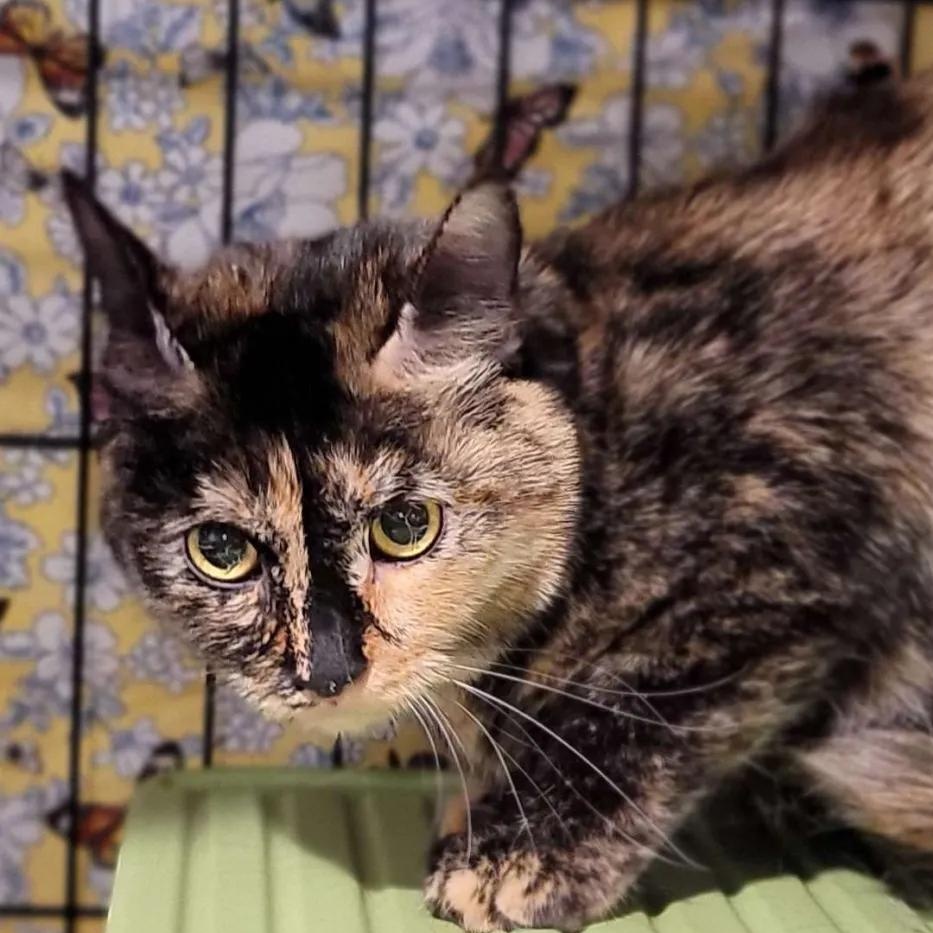 Angel, a Adoptable Domestic Short Hair in North Bergen, NJ image 1/3