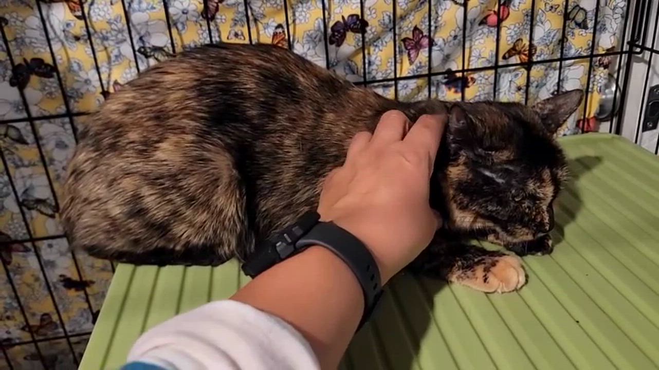 Enlarge Angel, a Adoptable Domestic Short Hair in Florham Park, NJ video 2/3