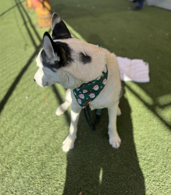 Lucky, Adoptable, Adult Female Siberian Husky.
