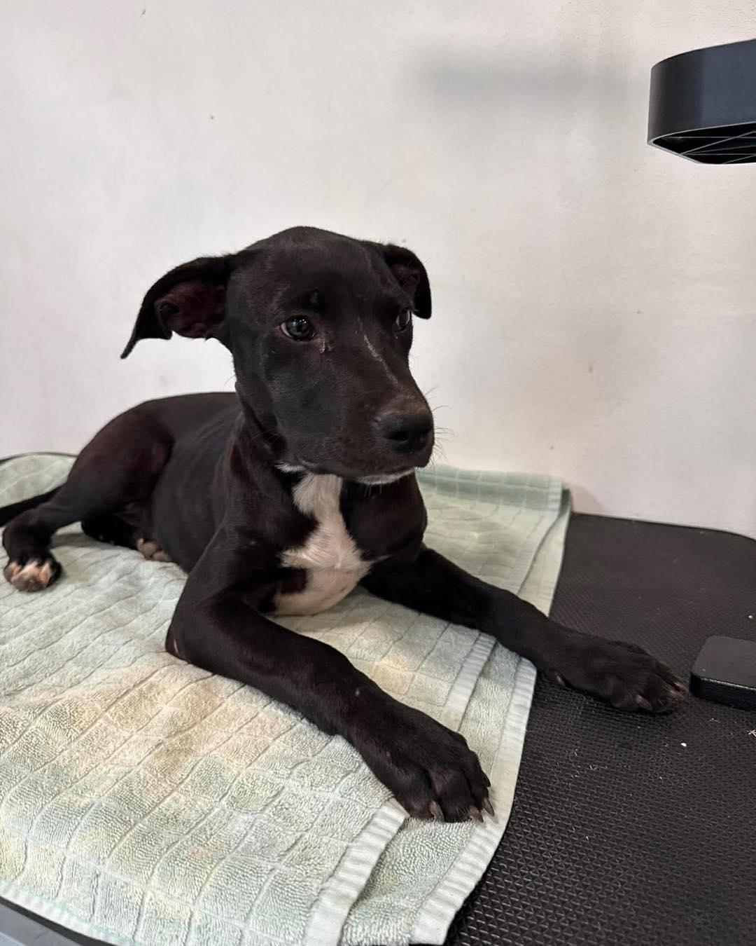 Enlarge Roxy, a Adoptable mixed breed in Spokane, WA image 5/6