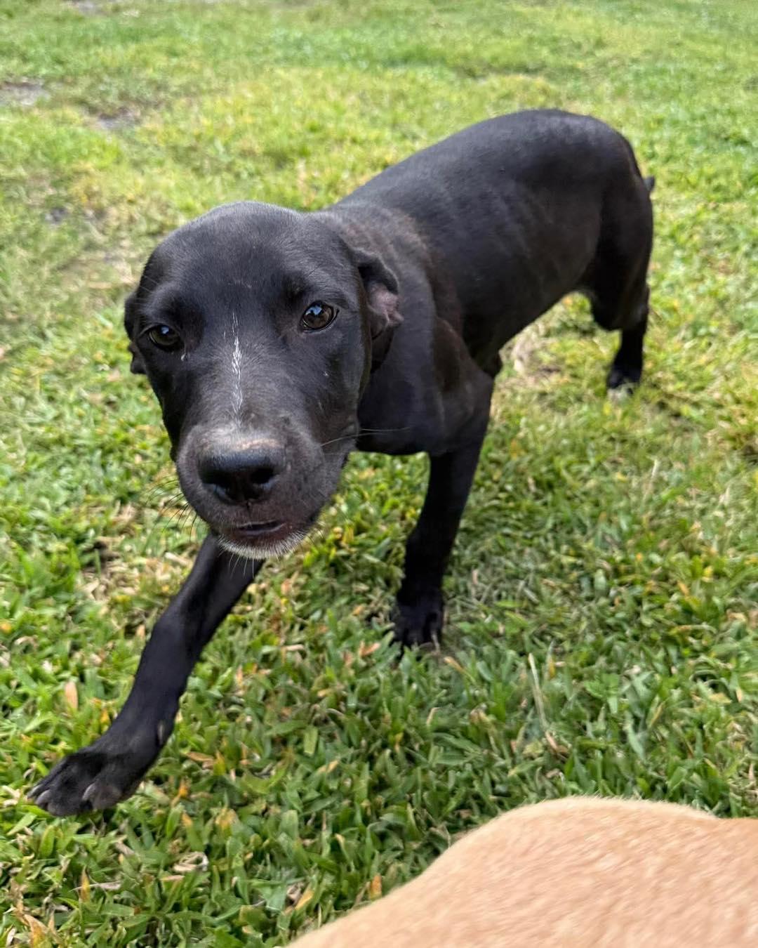 Enlarge Roxy, a Adoptable mixed breed in Spokane, WA image 6/6