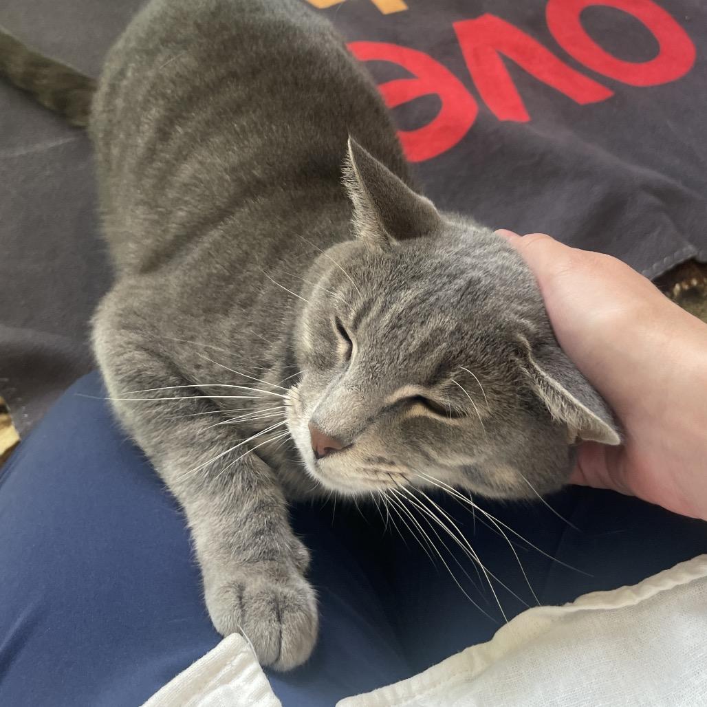 Willard, Adoptable, Young Male Domestic Short Hair.