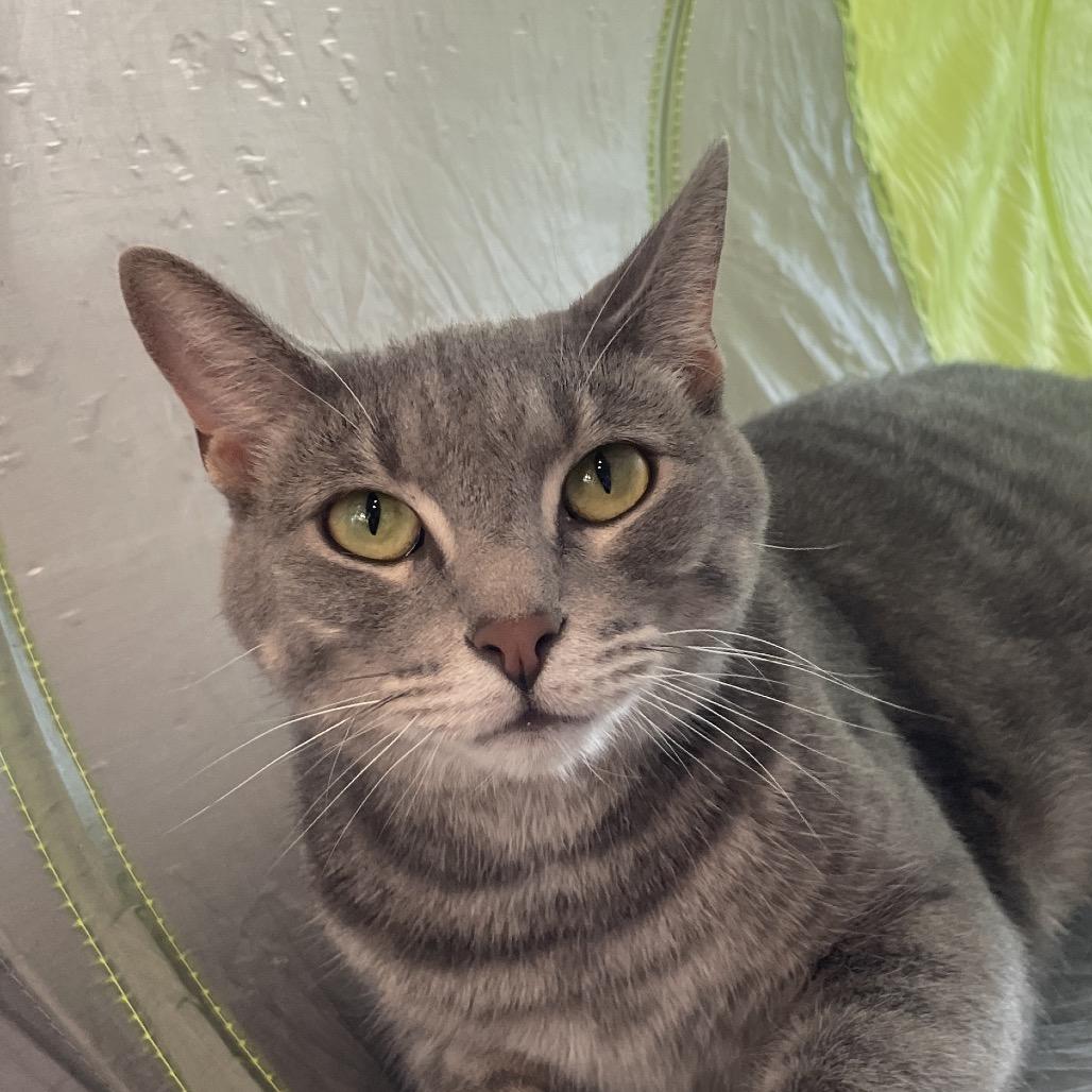 Enlarge Willard, a Adoptable Domestic Short Hair in Chicago, IL image 2/2