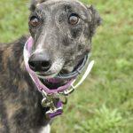 ARROYO MEGAN, Adoptable, Young Female Greyhound.