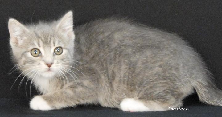 Hi-C, adopted, Kitten Female Tabby.