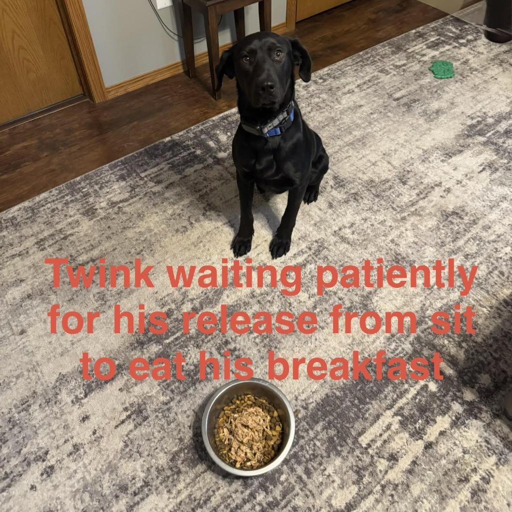 Twink, Adoptable, Adult Male Black Labrador Retriever.