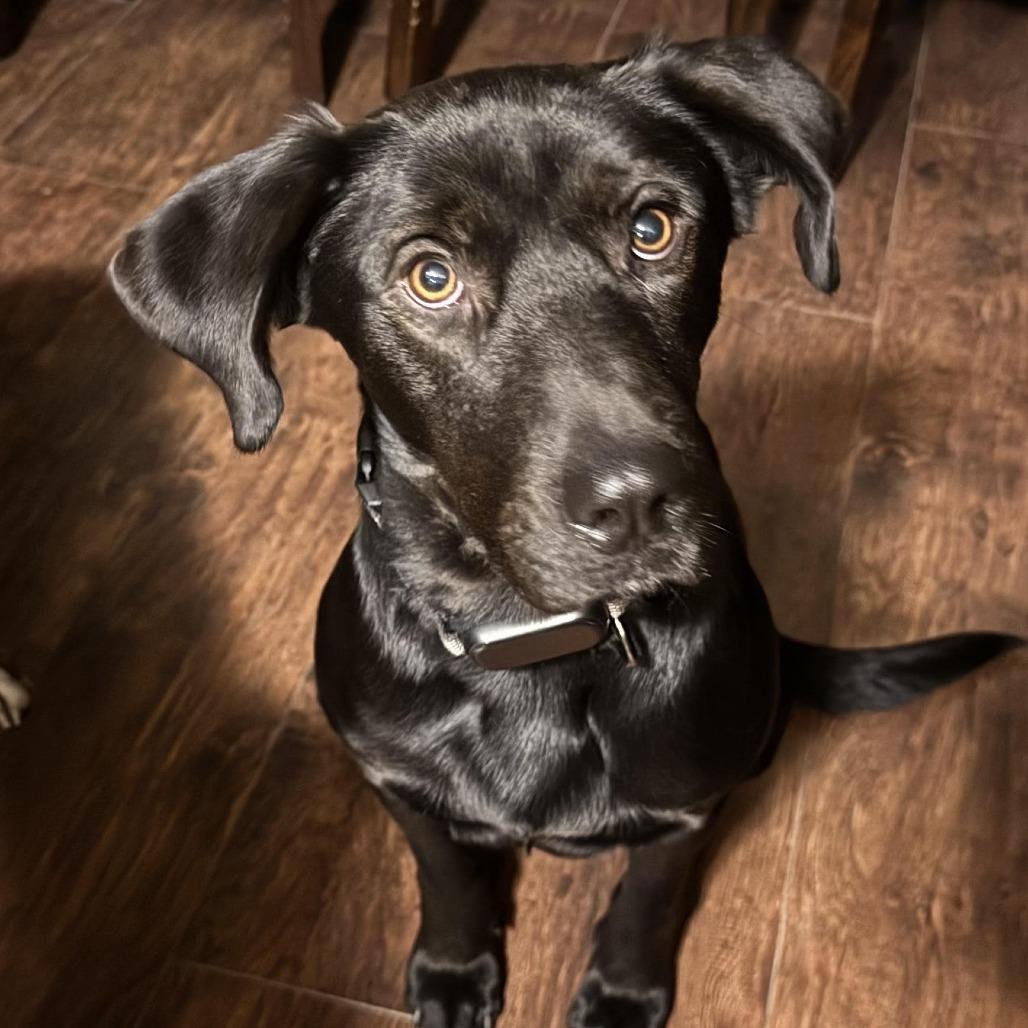 Enlarge Twink, a Adoptable Black Labrador Retriever in Kingman, KS image 2/6
